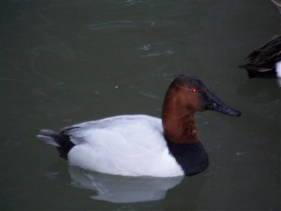 Canvasback Duck