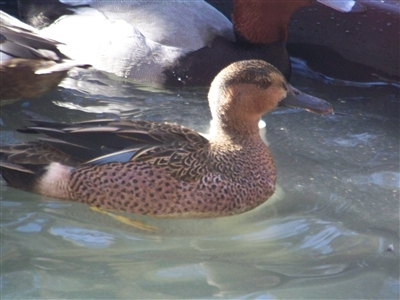 Cinnamon and Blue Wing Teal Hybrid Duck