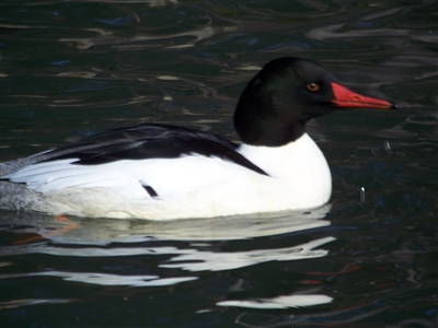 Common Merganser Duck