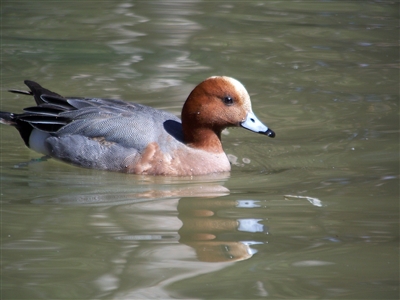 European Widgeon Duck Pair