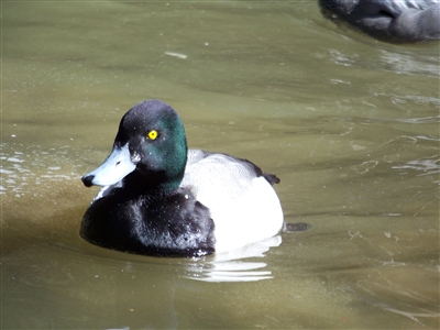 Greater scaup duck