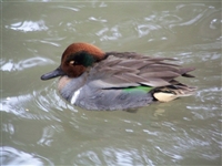 Green Wing Teal Duck