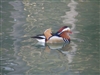 Mandarin Drake Duck