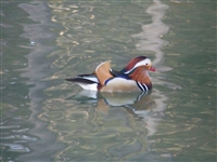 Mandarin Drake Duck