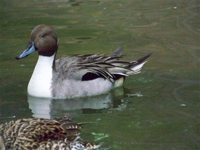 Pintail Duck Drake