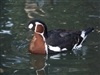 Red Breasted goose