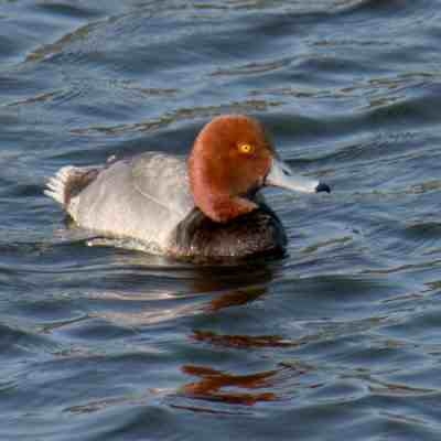 Red Head Drake