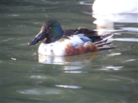 Shoveler Ducks