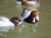 Silver Red Head Duck Pair