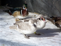 Silver Wood Duck Pair