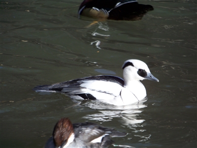 Smew Duck