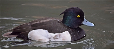 Tufted Duck