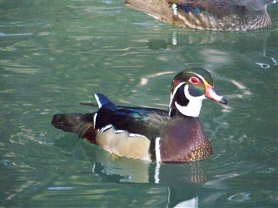 Wood Duck Drake