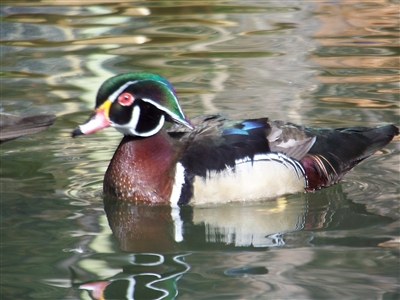 Wood Ducks