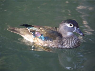 Wood Duck Hen