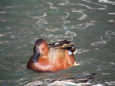 Cinnamon Teal Duck Pair