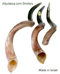 Shofar - Yemenite