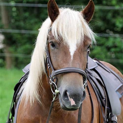 Barefoot Modifiable Cedar Bridle