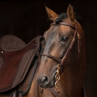Dp Soft Feel Baroque Bridle With Tooling