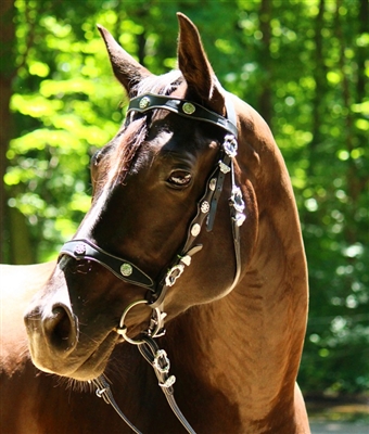 Zaldi CASTECUS  Portuguese  Bridle