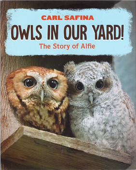 Carl Safina Owls in Our Yard!