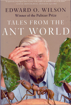 Tales From The Ant World