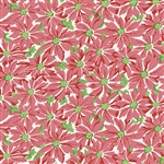 Taffy Pink Poinsettia