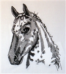 Appaloosa Horse Head