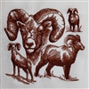 Animal Sketch Single - Bighorn Sheep