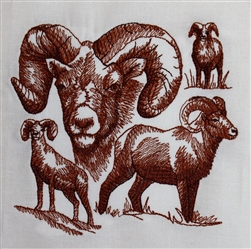 Animal Sketch Single - Bighorn Sheep
