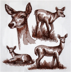 White-Tailed Deer- Doe