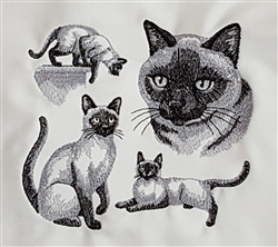 Cat - Siamese