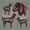 Goats - Nubian