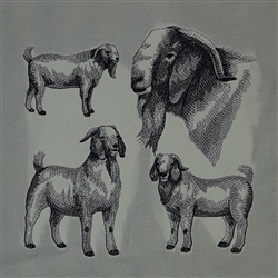 Goats - Boer