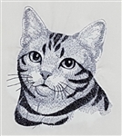 Cat - American Shorthair Head