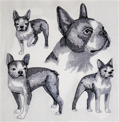 Dogs - Boston Terrier