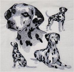 Dogs - Dalmation