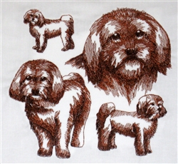 Dogs - Havanese