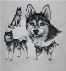 Dogs - Klee Kai