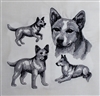 Dogs - Red Heeler