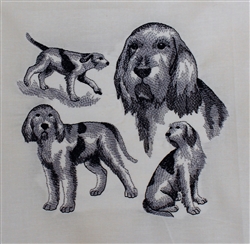 Dogs - Spinone Italiano