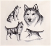 Dogs - Siberian Husky