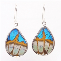 Teardrop Butterfly Wing Earrings