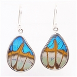 Teardrop Butterfly Wing Earrings