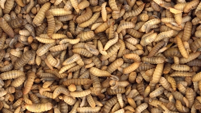 250 Live Black Soldier Fly Larvae-Medium