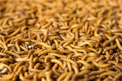 2000 Medium Mealworm Special