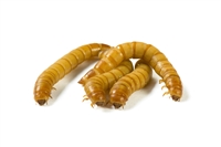 2000 Count Small Mealworms