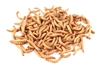 500 Giant Mealworms