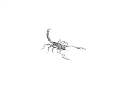 Fascinations Metal Earth ... SCORPION METAL EARTH