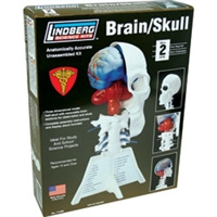 LINDBERG PLASTICS...BRAIN/SKULL, HALF       HUMAN